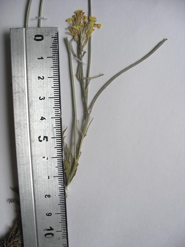 Image of Erysimum callicarpum specimen.