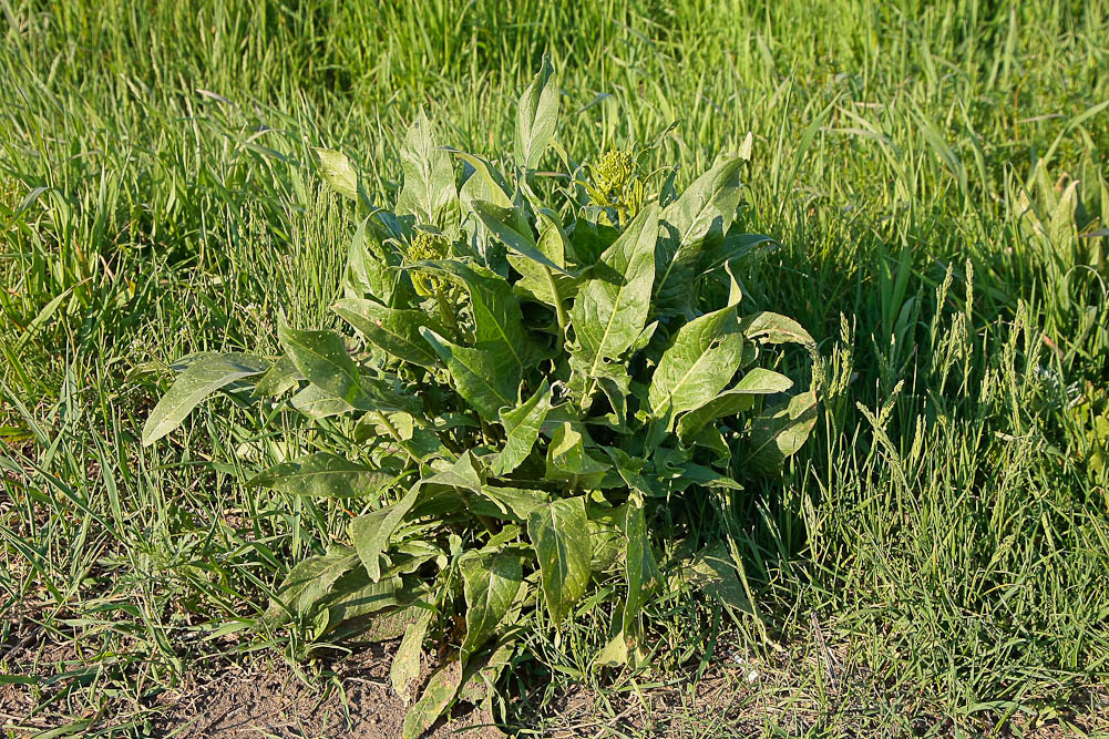 Image of Bunias orientalis specimen.