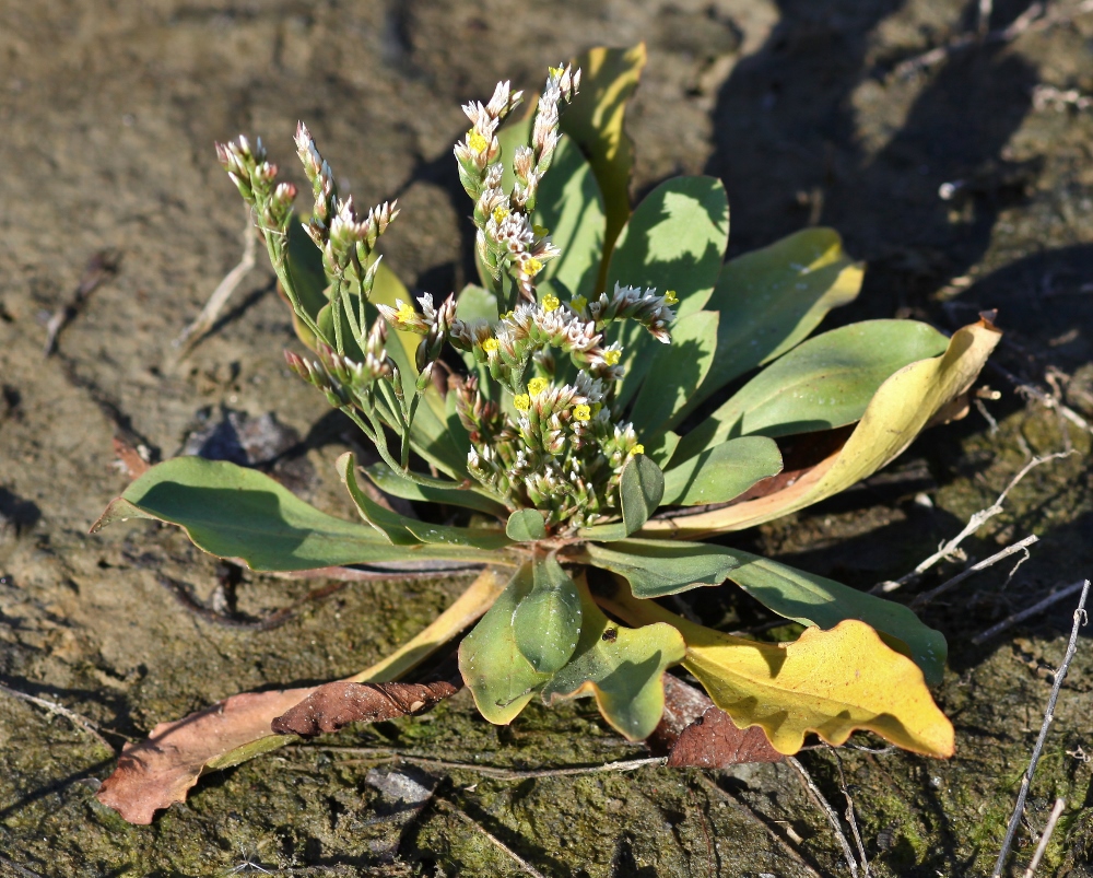 Image of Limonium tetragonum specimen.