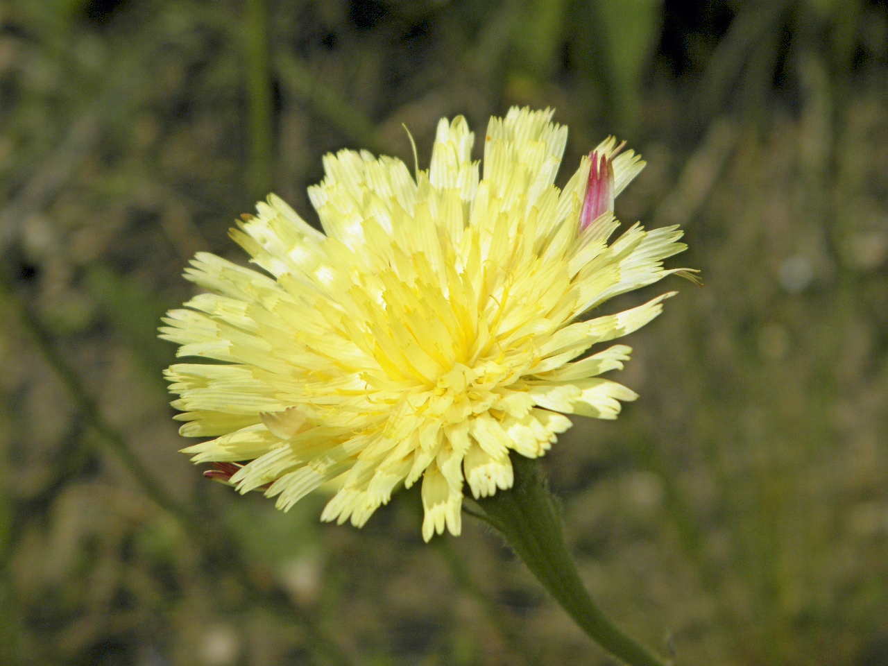 Image of Leontodon biscutellifolius specimen.