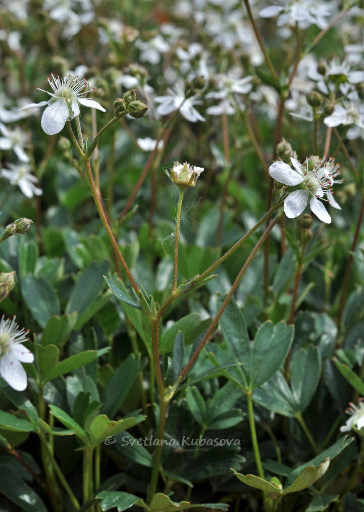 Изображение особи Potentilla tridentata.