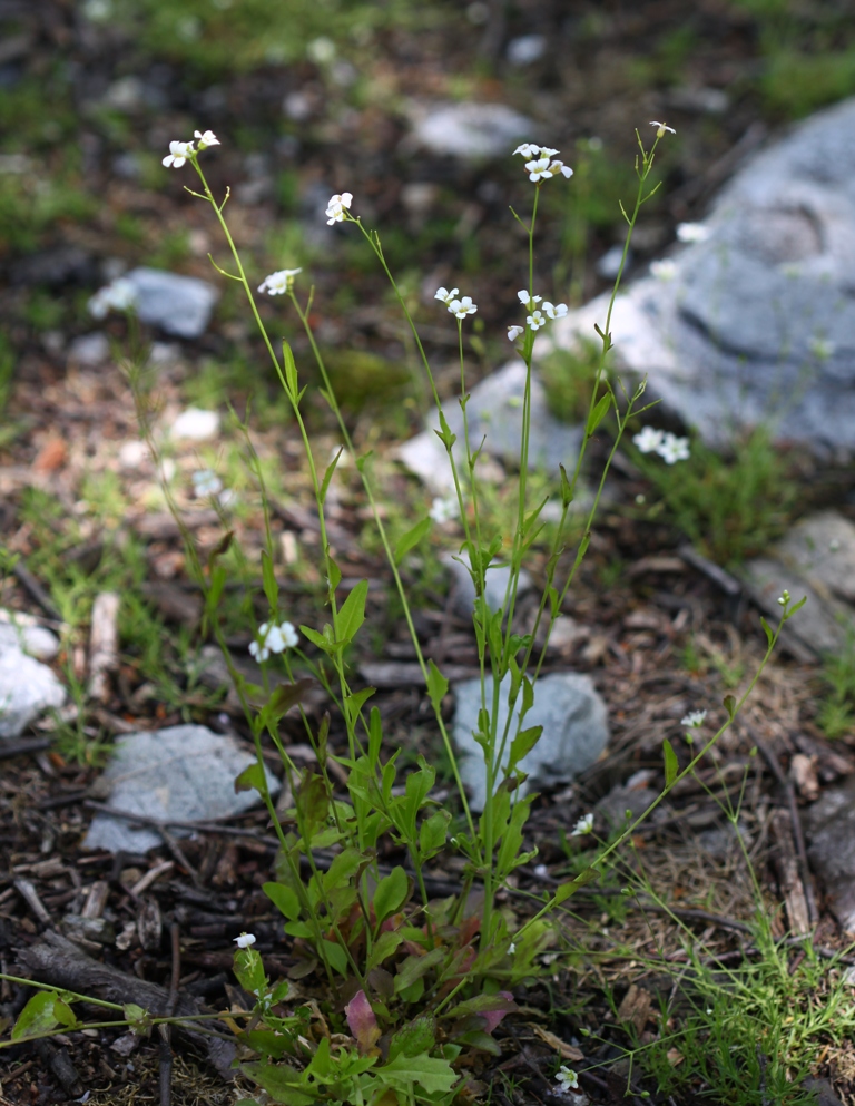 Image of Arabidopsis gemmifera specimen.