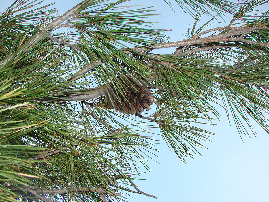 Image of Pinus pityusa specimen.