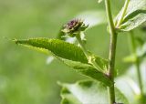 Inula helenium