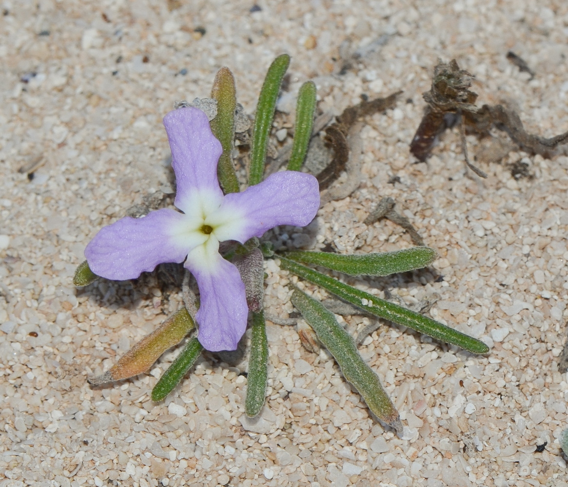 Image of Matthiola fruticulosa var. bolleana specimen.