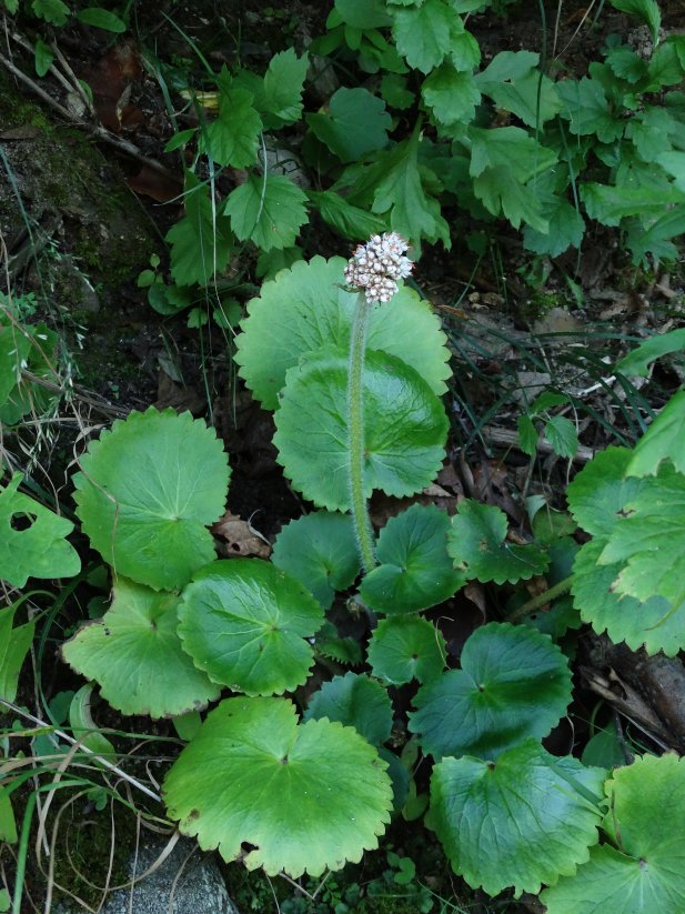 Изображение особи Micranthes manchuriensis.