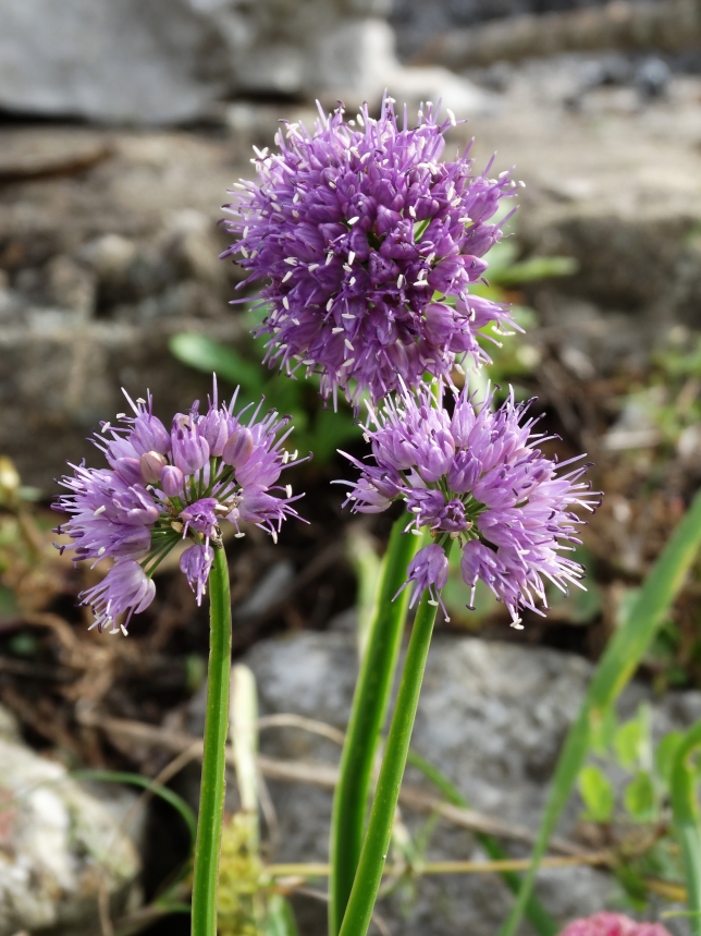 Image of Allium spirale specimen.