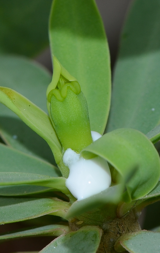 Image of Euphorbia balsamifera specimen.