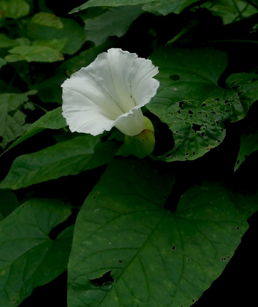 Image of Calystegia silvatica specimen.