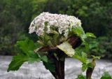 Heracleum sosnowskyi. Верхушка побега с соцветием. Северная Осетия, Ирафский р-н, верховья р. Урух, выс. около 1800 м н.у.м., луг на берегу реки, у дороги. 05.07.2016.