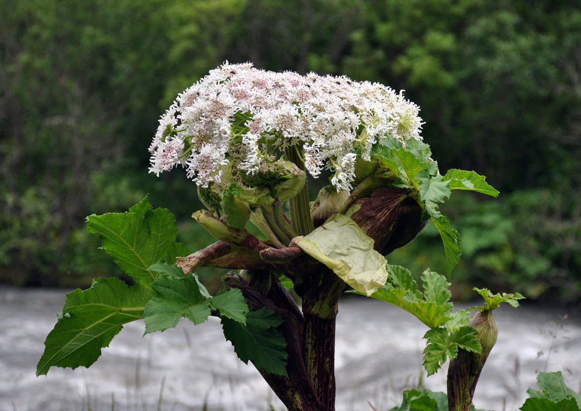 Изображение особи Heracleum sosnowskyi.