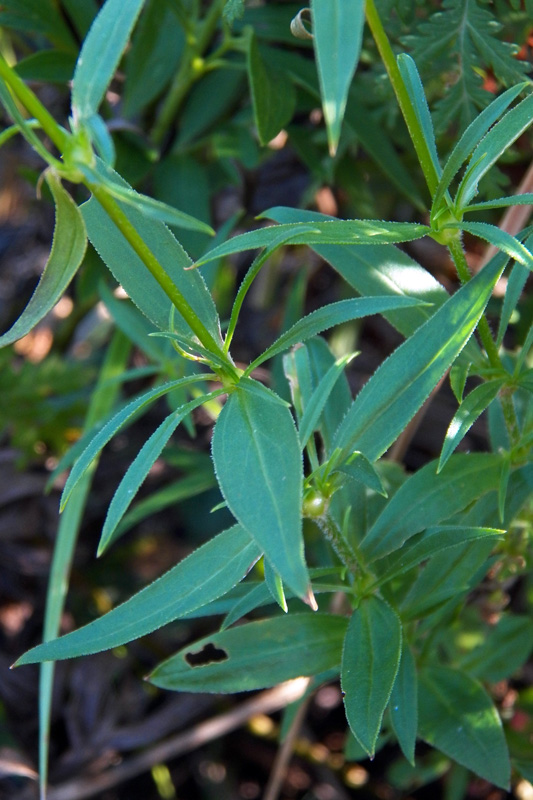 Изображение особи Silene foliosa.