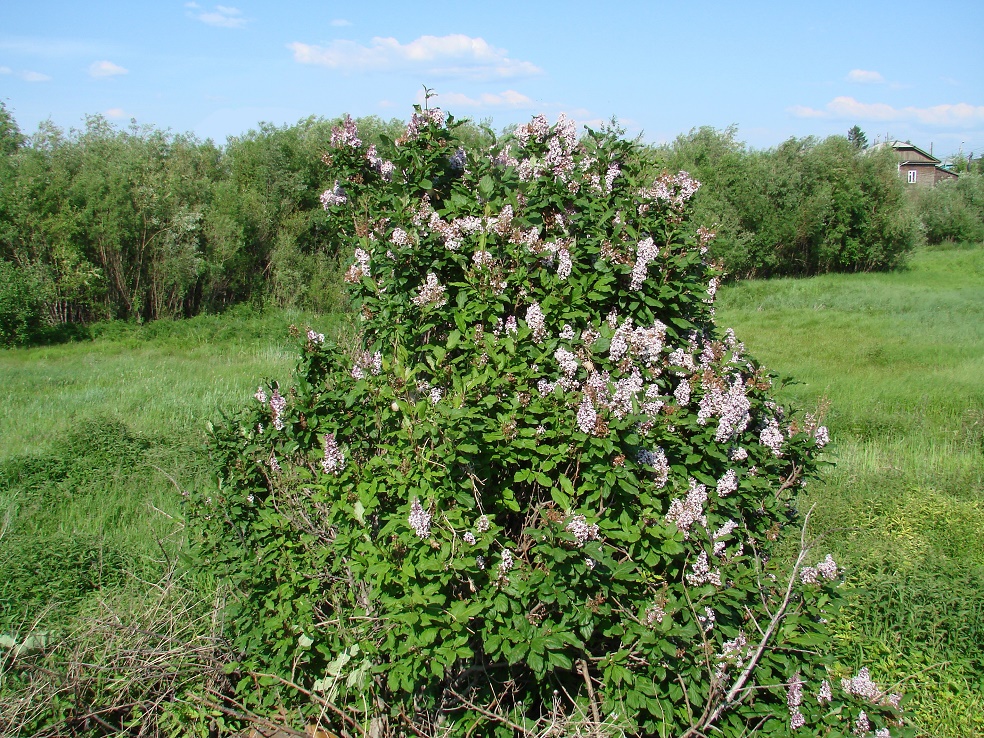 Изображение особи Syringa &times; henryi.