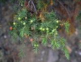 Juniperus deltoides