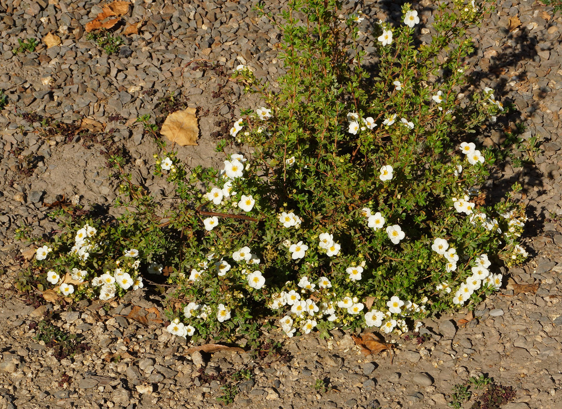 Image of Dasiphora fruticosa specimen.