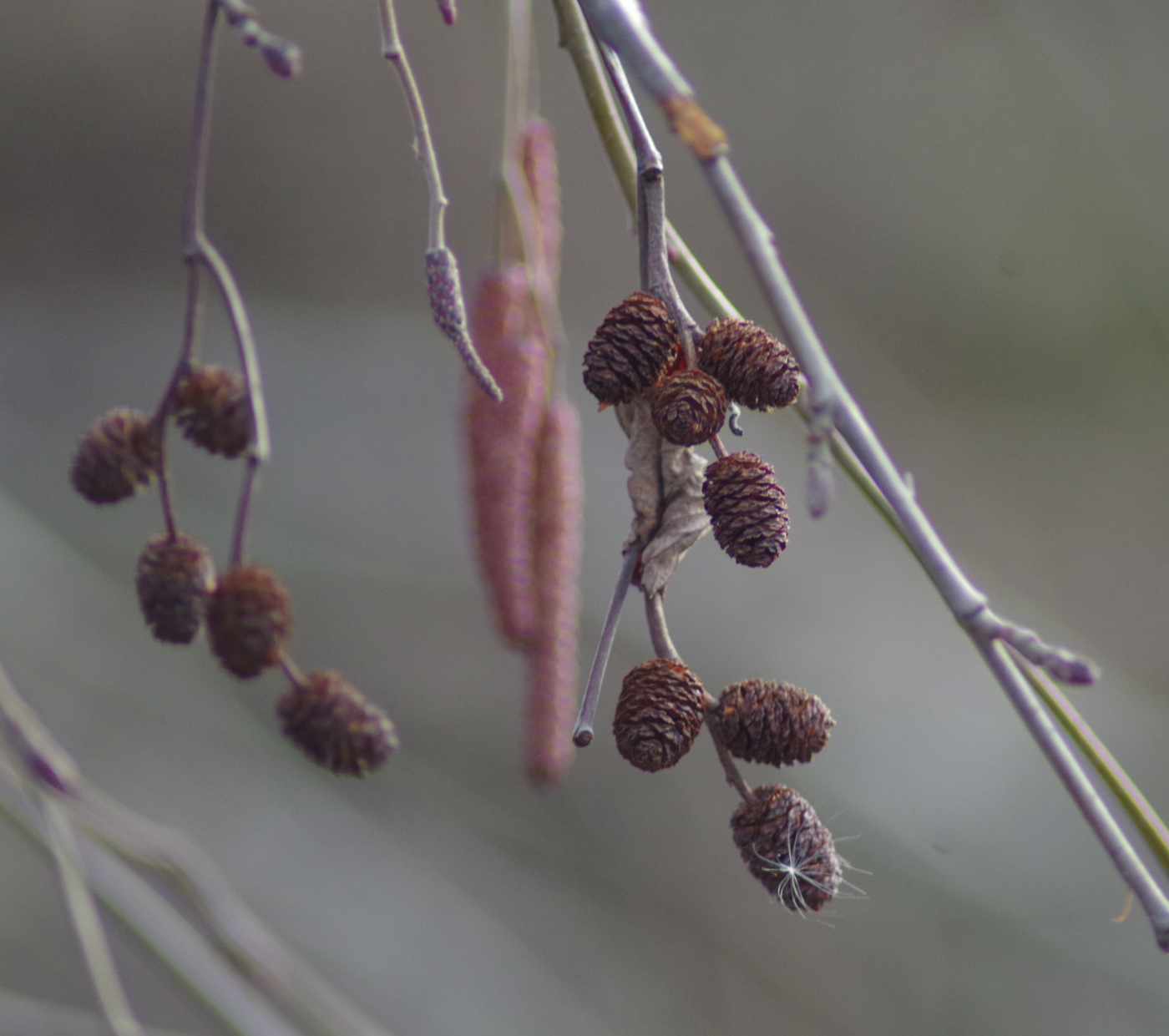 Изображение особи род Alnus.