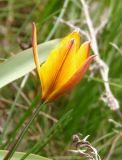 Tulipa biebersteiniana