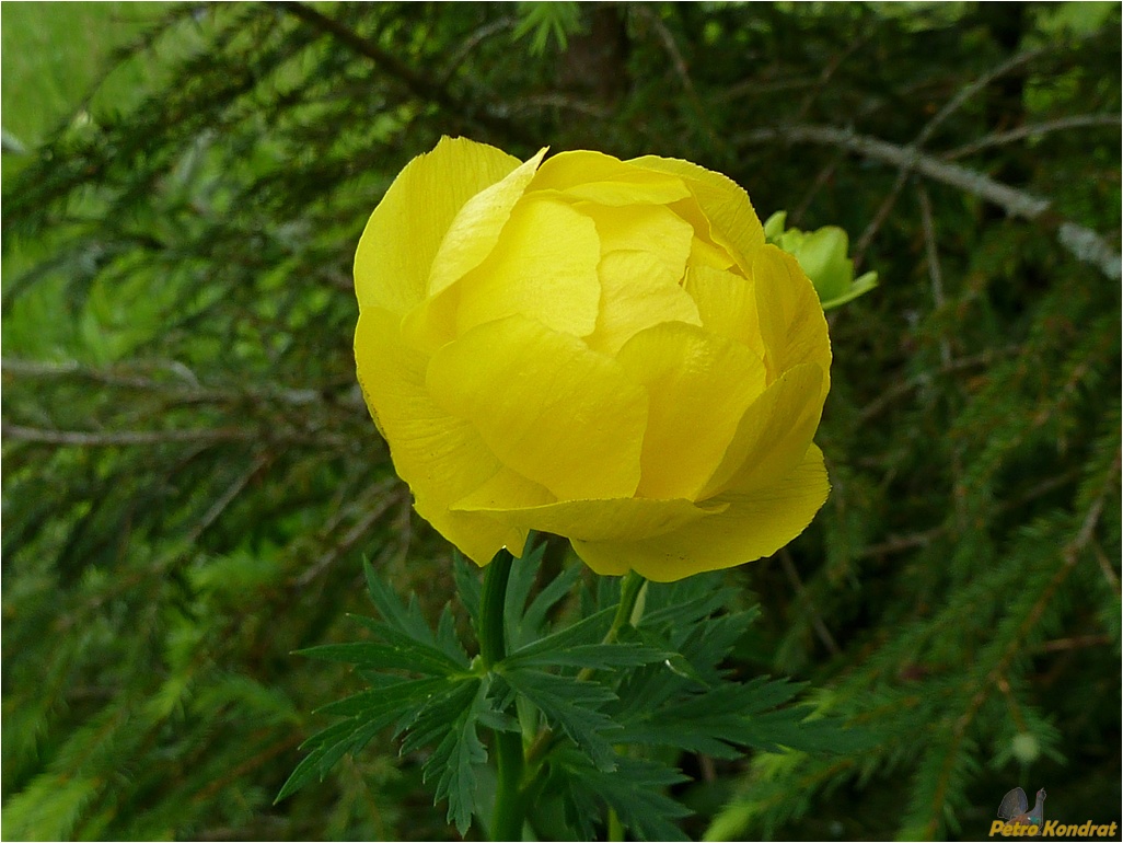 Изображение особи Trollius europaeus.