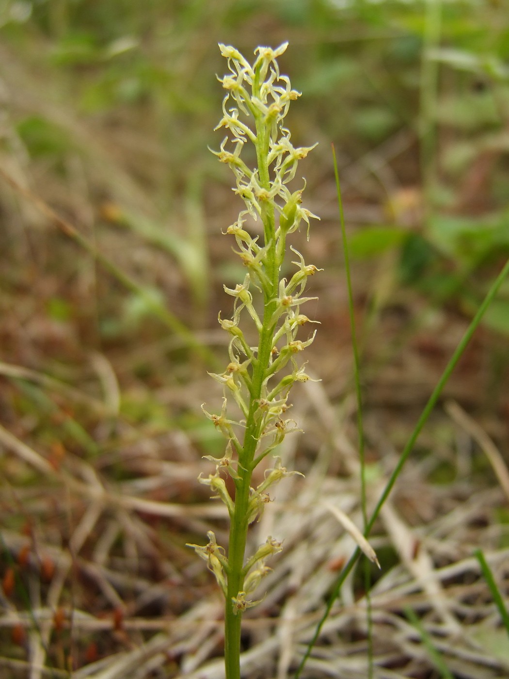 Image of Malaxis monophyllos specimen.