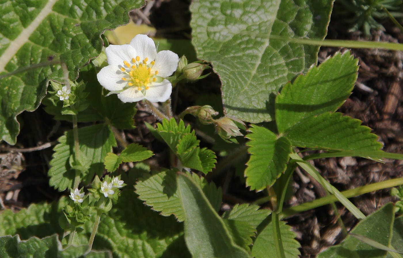 Image of Fragaria viridis specimen.