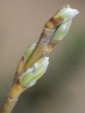 Salix viminalis