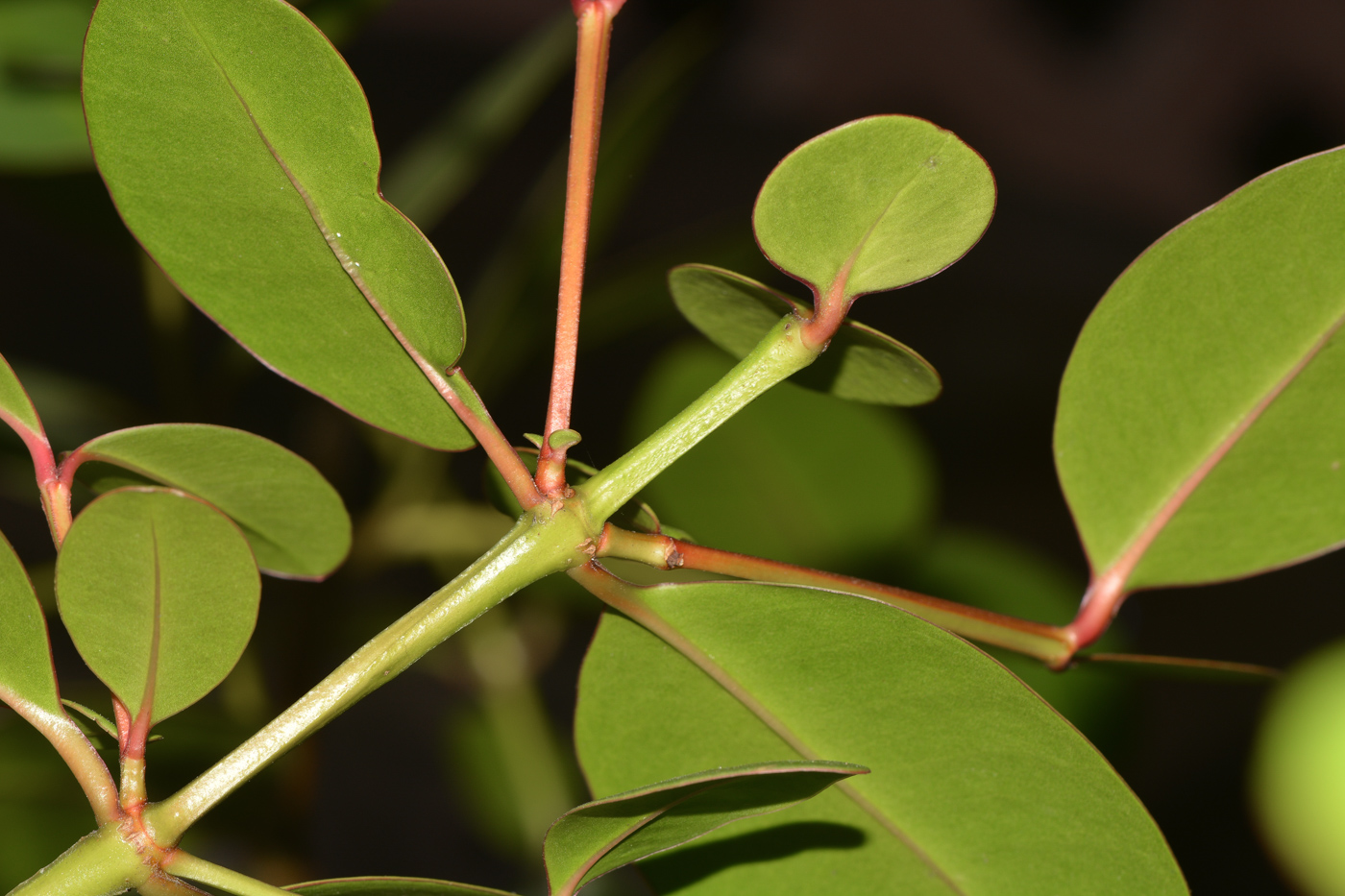 Image of Sonneratia ovata specimen.