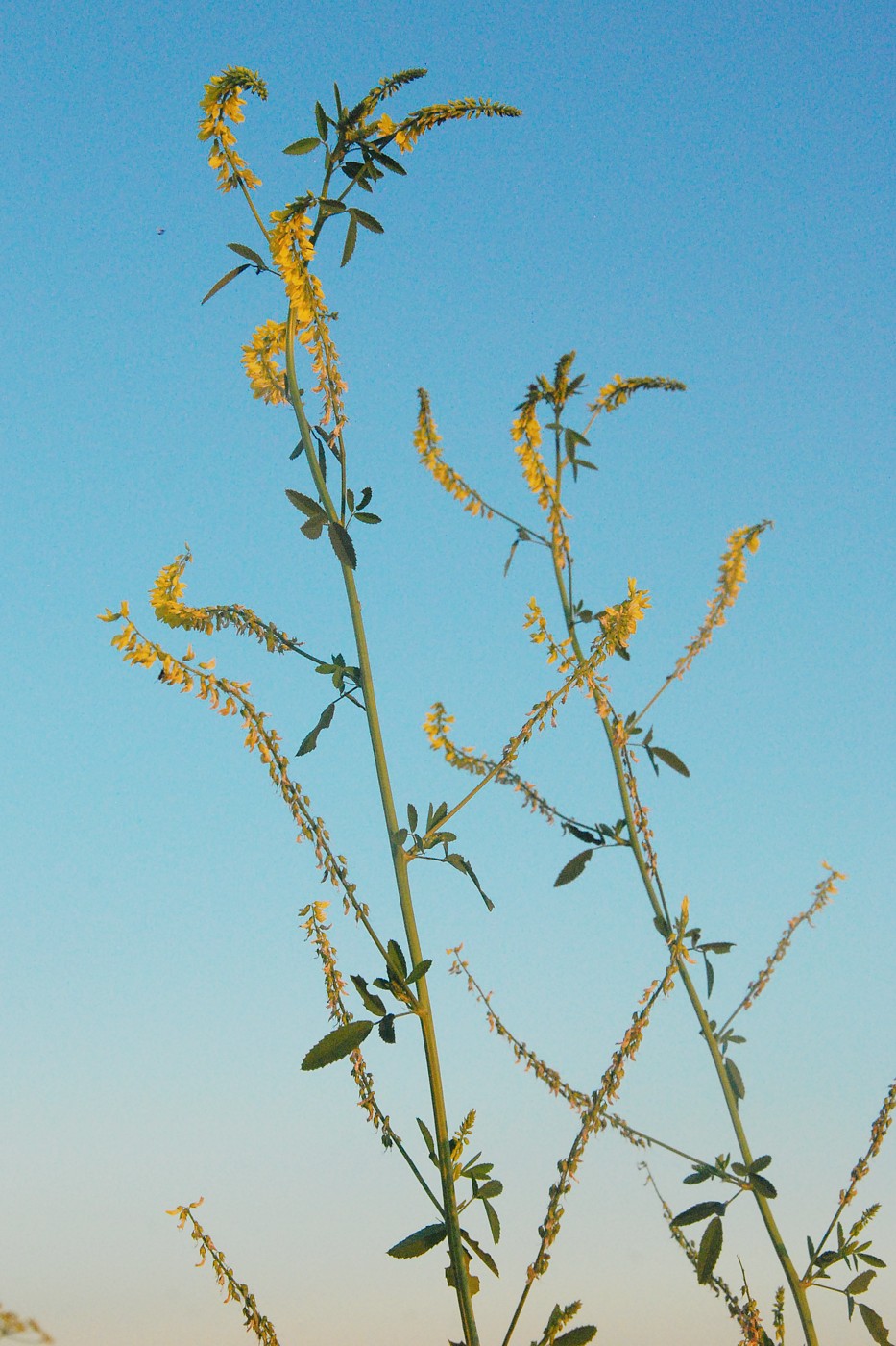 Изображение особи Melilotus officinalis.