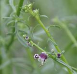 Scrophularia bicolor