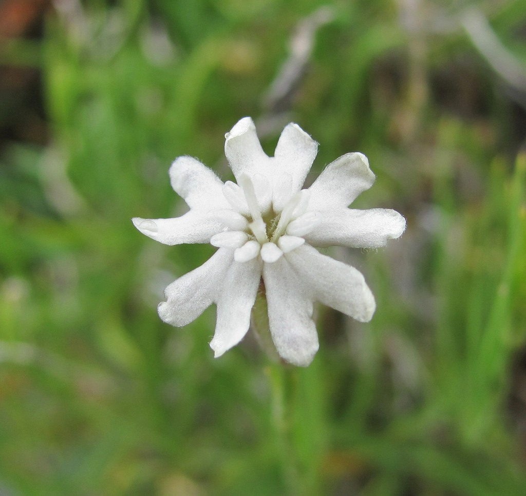 Image of Silene linearifolia specimen.