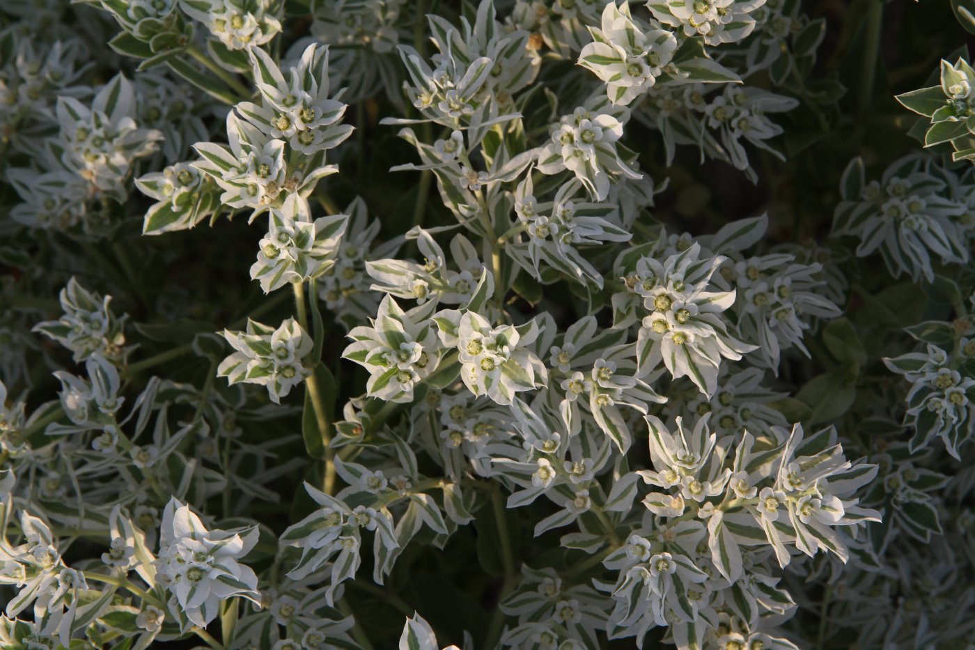 Изображение особи Euphorbia marginata.