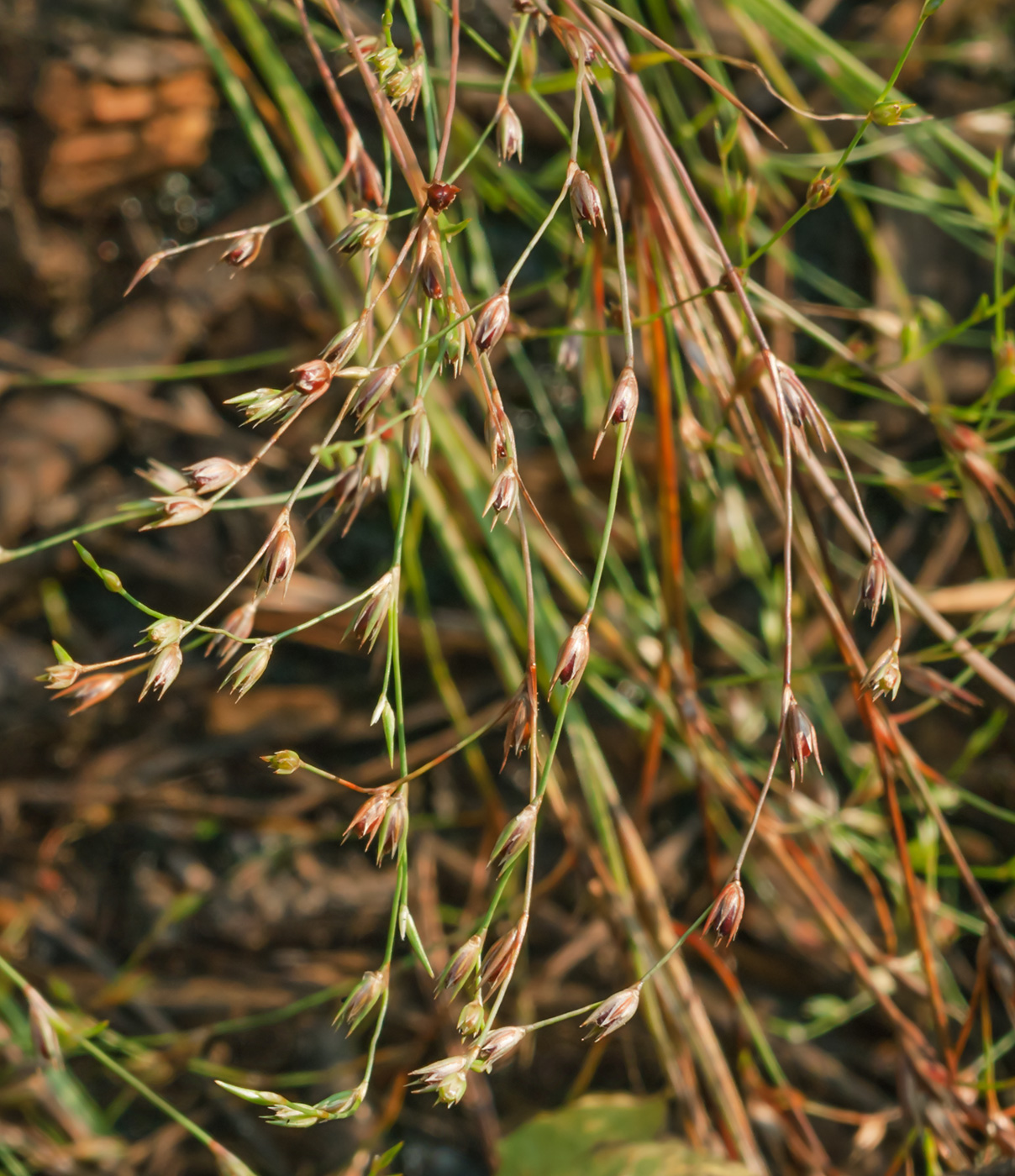 Изображение особи Juncus bufonius.