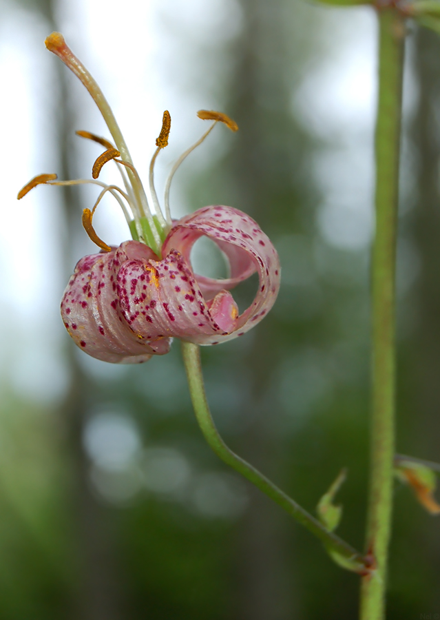 Image of Lilium pilosiusculum specimen.