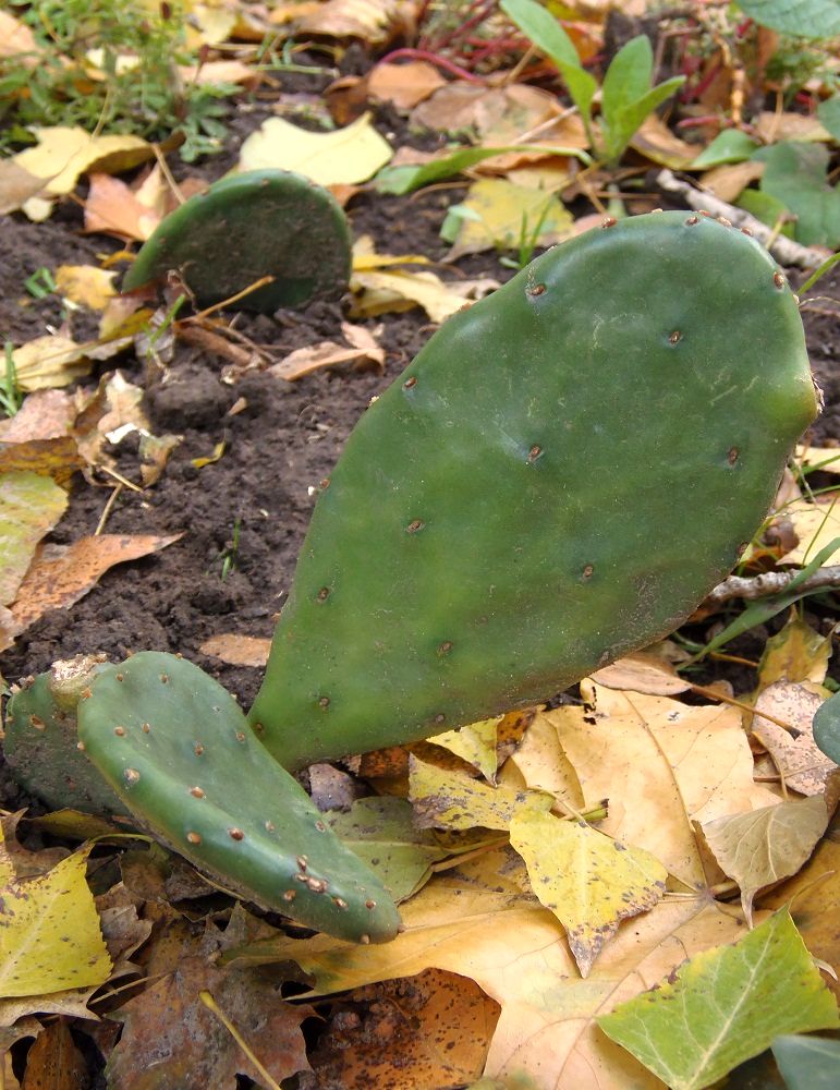 Image of Opuntia humifusa specimen.