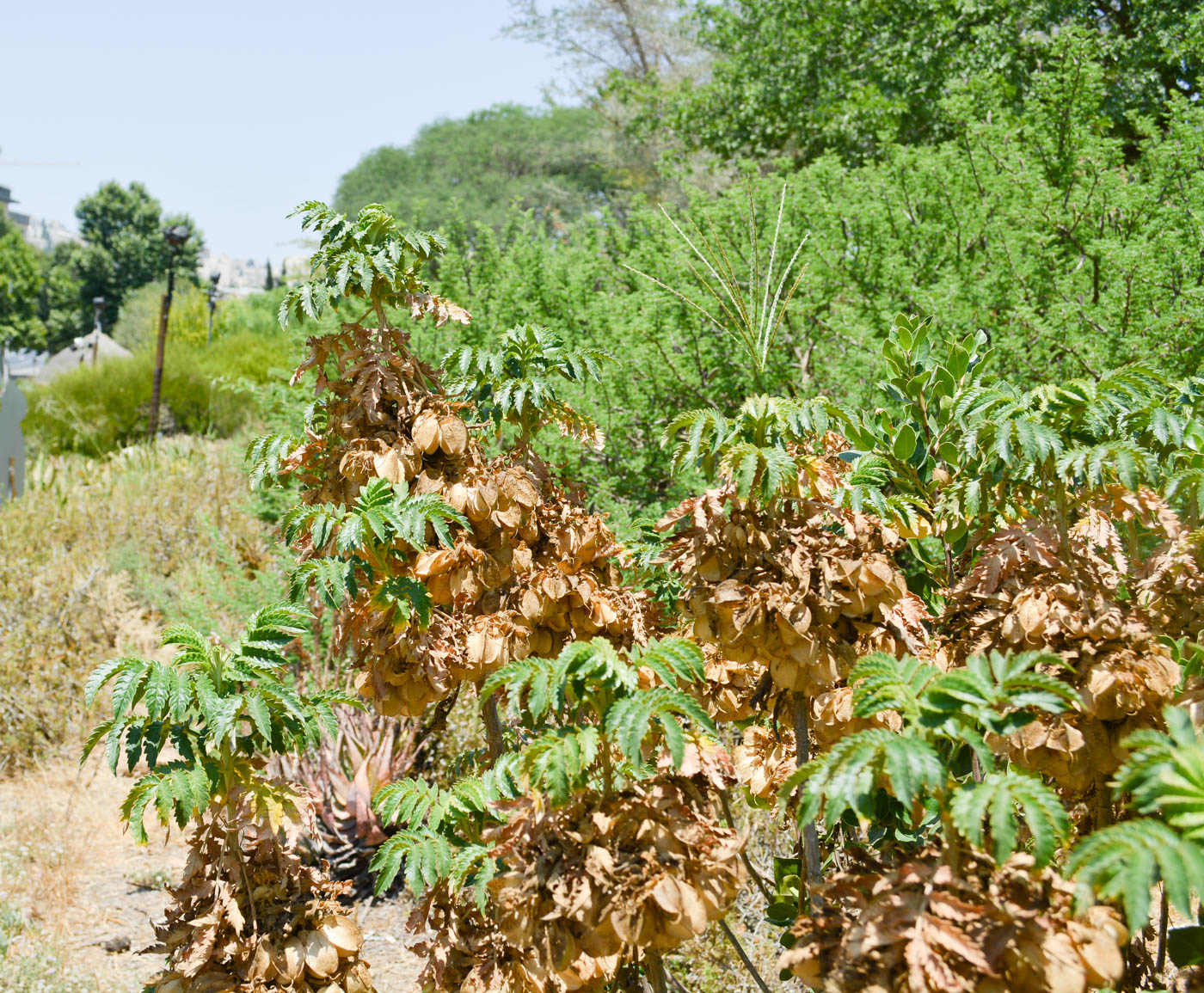 Image of Melianthus comosus specimen.