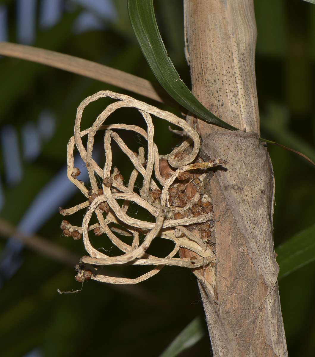 Image of genus Chamaedorea specimen.