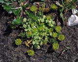 Chamaesciadium acaule. Расцветающее растение. Адыгея, Фишт-Оштеновский массив, гора Оштен, ≈ 2400 м н.у.м., вблизи снежника. 06.07.2017.