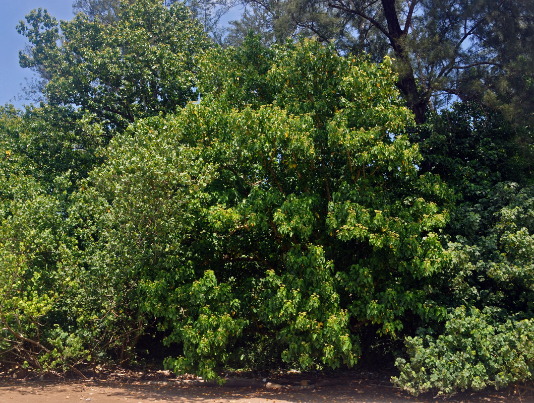 Image of Hernandia nymphaeifolia specimen.