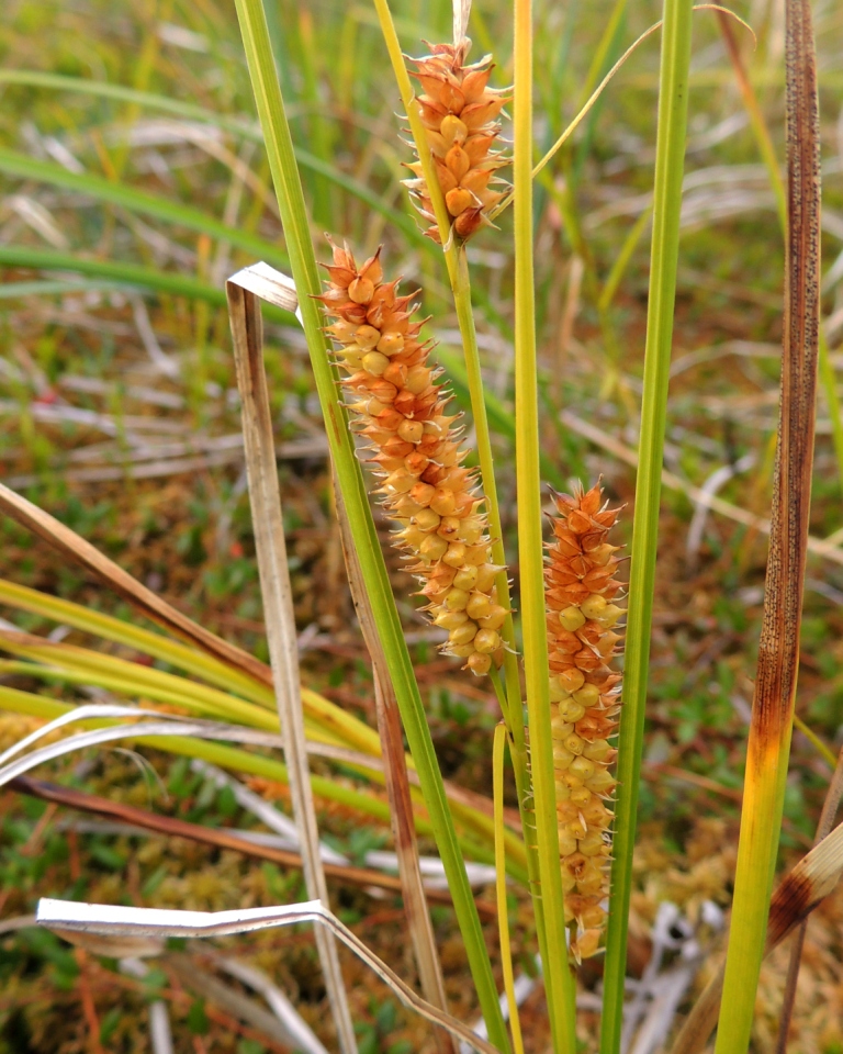 Image of Carex rostrata specimen.