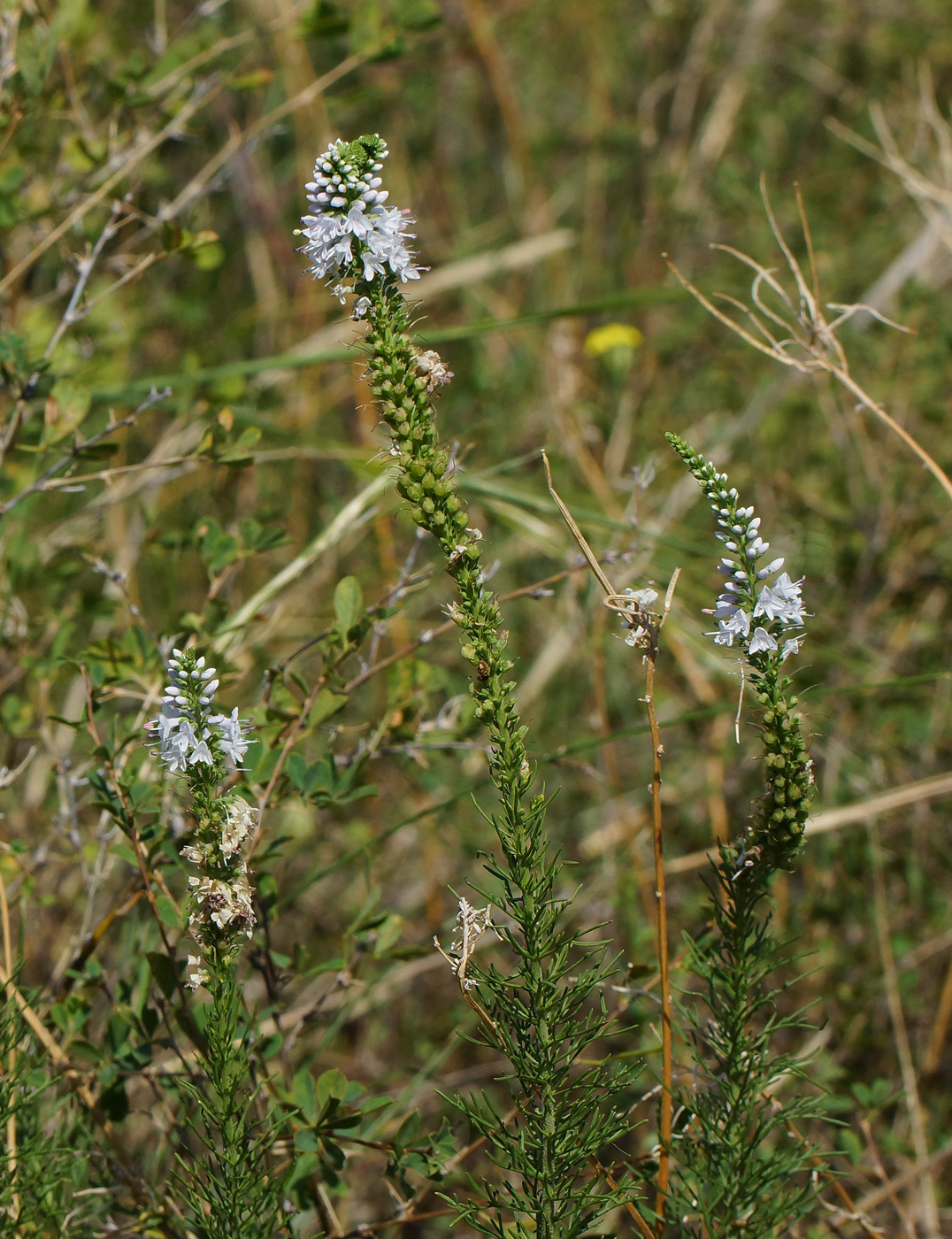 Image of Veronica pinnata specimen.