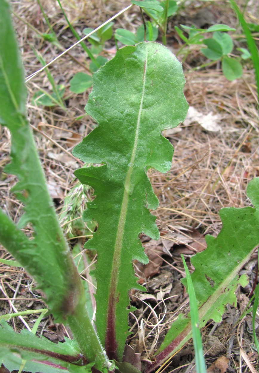 Image of Crepis marschallii specimen.