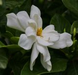 Gardenia jasminoides