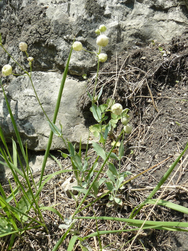 Image of Oberna behen specimen.