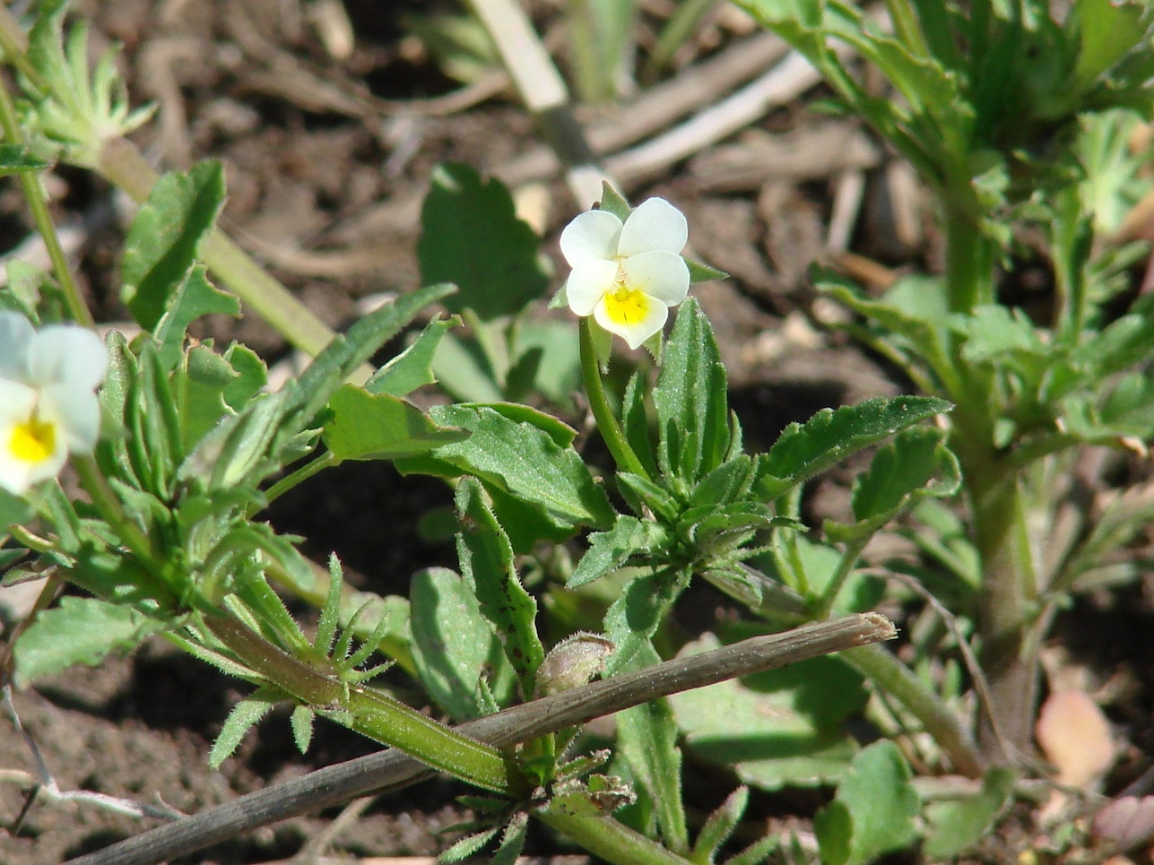 Image of Viola arvensis specimen.