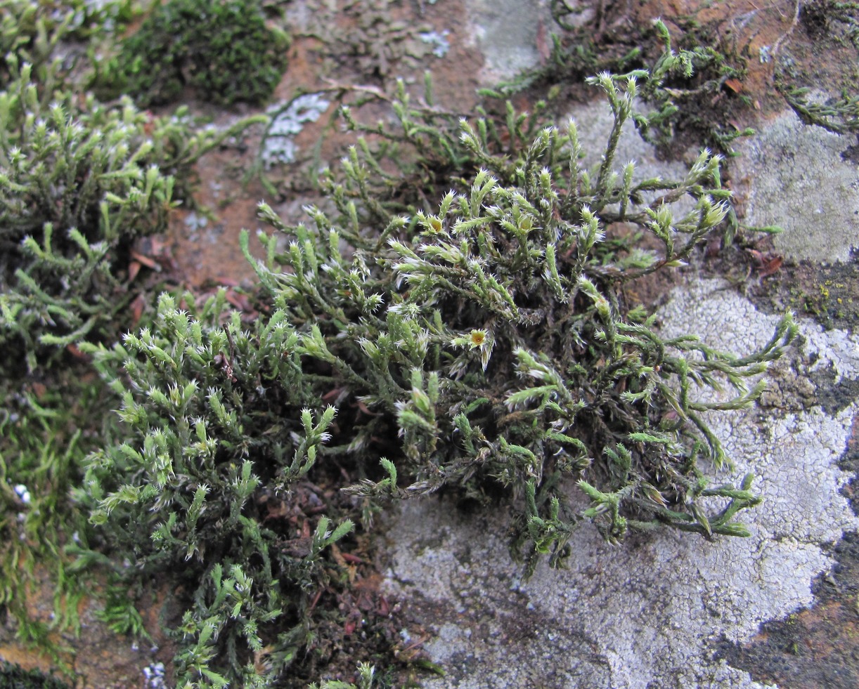 Image of Hedwigia ciliata specimen.