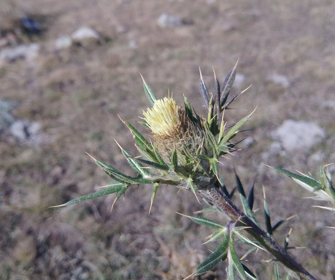 Image of Cirsium kosmelii specimen.