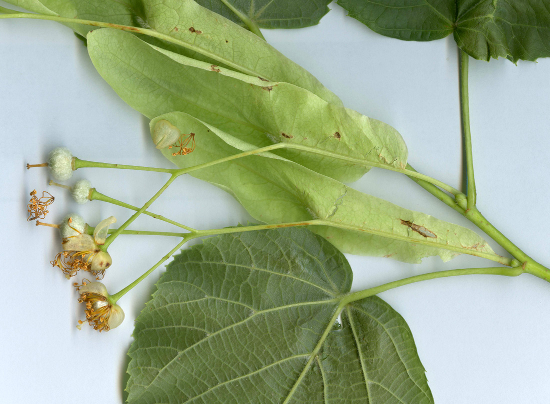 Image of Tilia platyphyllos specimen.