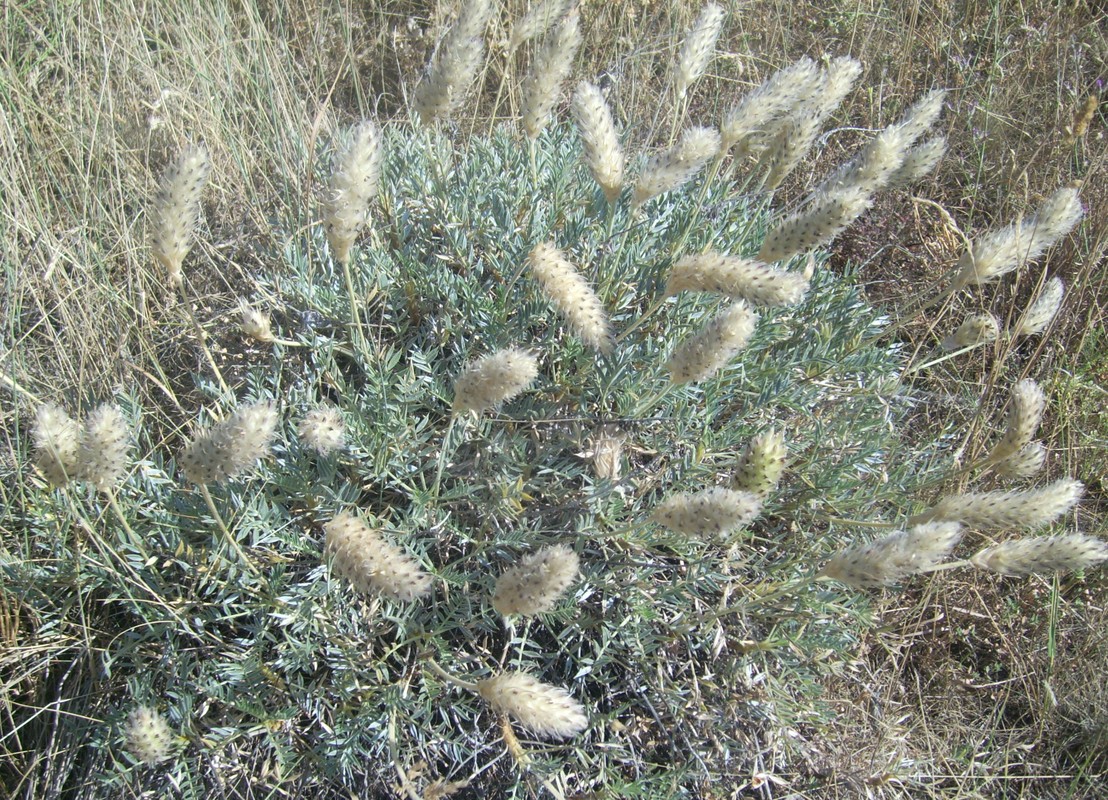 Image of Astragalus lagurus specimen.