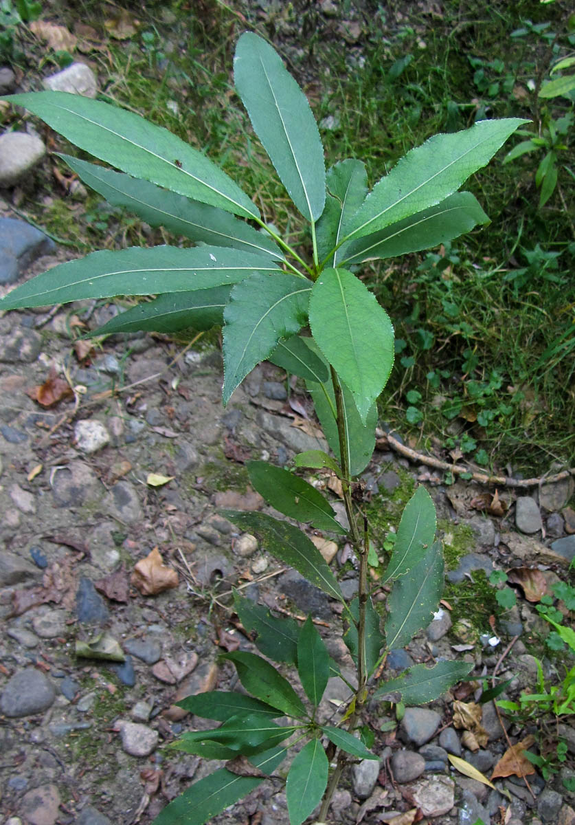 Image of Populus laurifolia specimen.