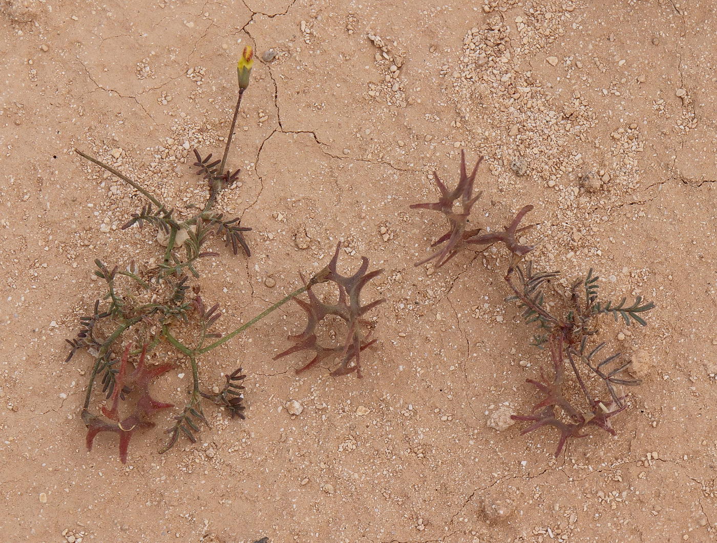 Изображение особи Hippocrepis areolata.