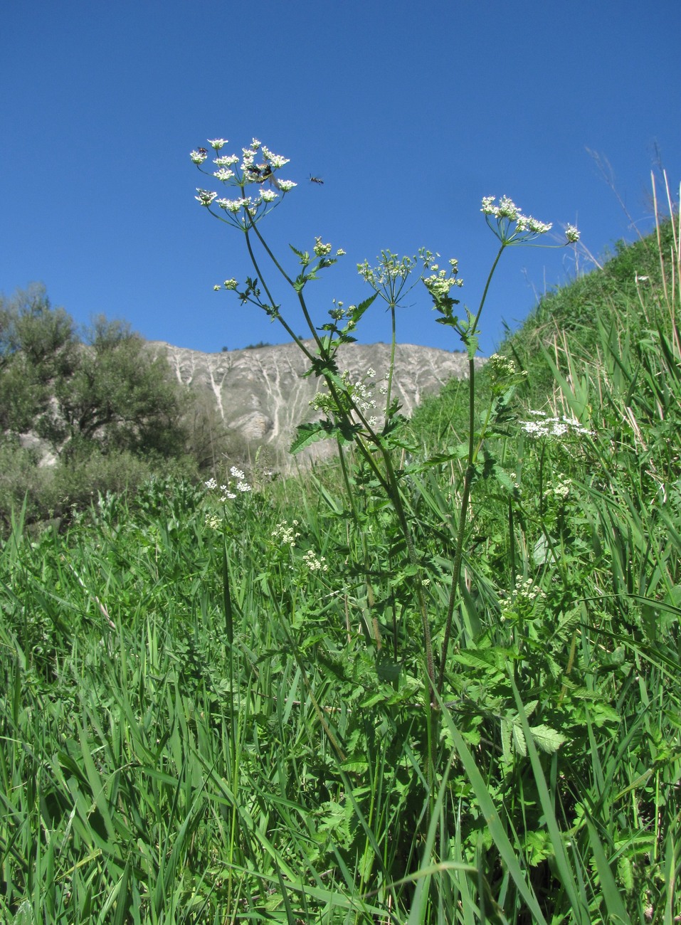 Image of Chaerophyllum aureum specimen.